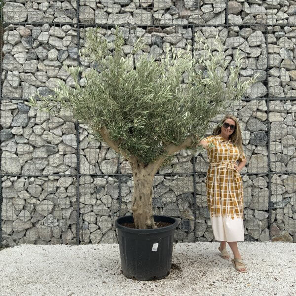 Tuscan Olive Tree XXL Fluted/Chunky Multistem J036 - 752BB63A 6FF8 4FC7 B126 3DF9682EF5FC scaled