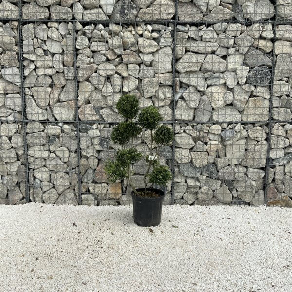 Ilex Crenata Kinme Pom Pon Cloud Tree J216 - 76BEA14F B701 4E53 8DC4 A9595C55046C scaled