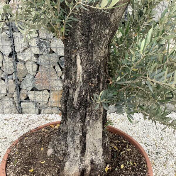 Olive Tree Gnarled XXL Natural Crown (In Patio Pot) H977 - 7773A1D3 0487 4688 8B1B 711F7A2BAE8D scaled