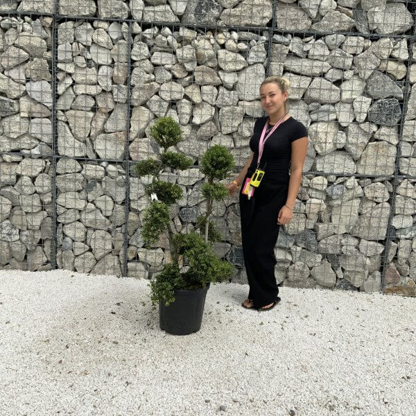 Ilex Crenata Kinme Cloud Tree J227 - 77CDD6F7 5A26 48CB B4F1 6400A7BC7D47 1 scaled