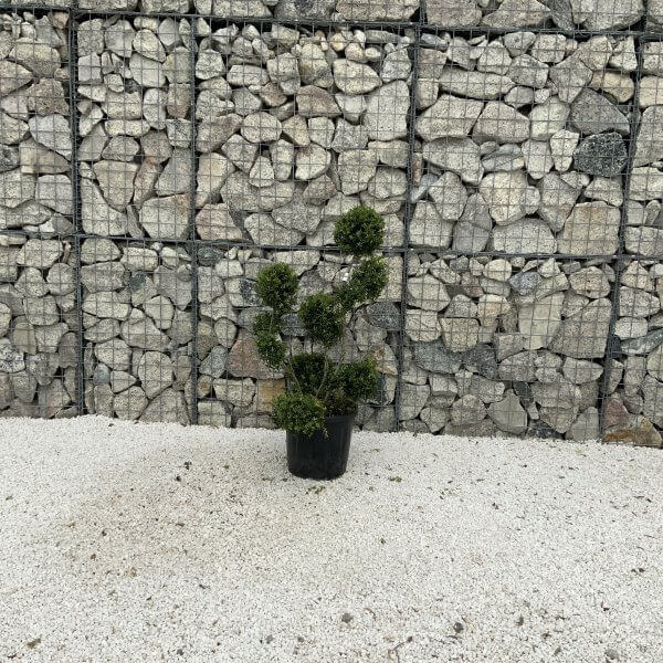 Ilex Crenata Kinme Pom Pon Cloud Tree J222 - 785ACEC8 88AF 4D2A AB95 77D19BC1747F scaled