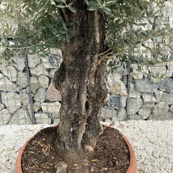 Olive Tree Gnarled XXL Natural Crown (In Patio Pot) H944 - 79AC3DD9 E6C4 4454 AC71 C6A707DA288D scaled