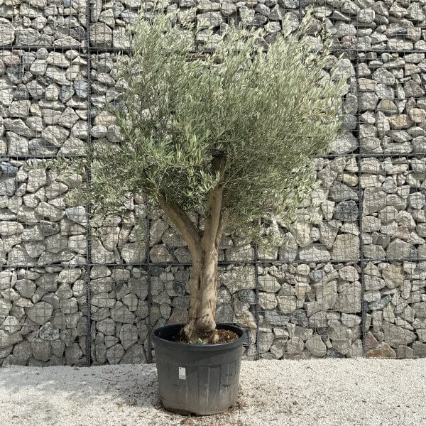 Tuscan Olive Tree XXL Fluted/Chunky Multistem J121 - 7A803233 525E 441A A0B3 1AA77B4C1547 scaled