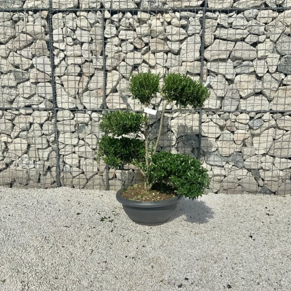 Ilex Maximowicziana Cloud Tree J189 - 7AC6E866 EACC 4C3E AA2E 18394FDBDFFF 1 201 a scaled