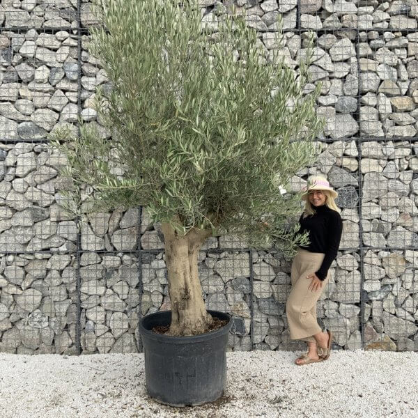 Tuscan Olive Tree XXL Fluted/Chunky Multistem J114 - 7C3D98F7 368E 457B A496 B8C0D0FBD0D2 1 105 c