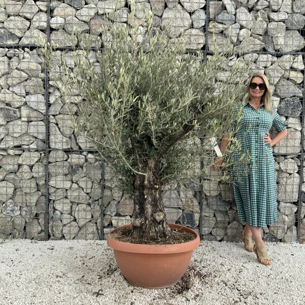 Olive Tree Gnarled XXL Natural Crown (In Patio Pot) H946 - 7E0B11AF AA56 49C8 B5E9 6A5F0F0D535A scaled