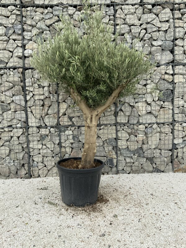 Tuscan Olive Tree XXL Fluted/Chunky Multistem J087 - 7E8DAB95 B0AF 46FB B610 160C736CE23B scaled