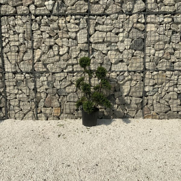 Ilex Crenata Kinme Cloud Tree J233 - 7EDBDA32 6A80 4B53 8D21 4CA968CF1693 scaled