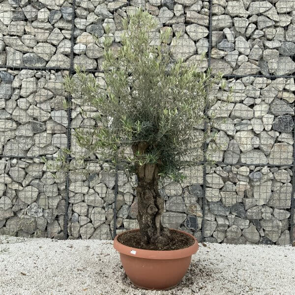 Olive Tree Gnarled XXL Natural Crown (In Patio Pot) H948 - 803B87B1 ED57 40DD 971F E3A0A5D121C8 scaled