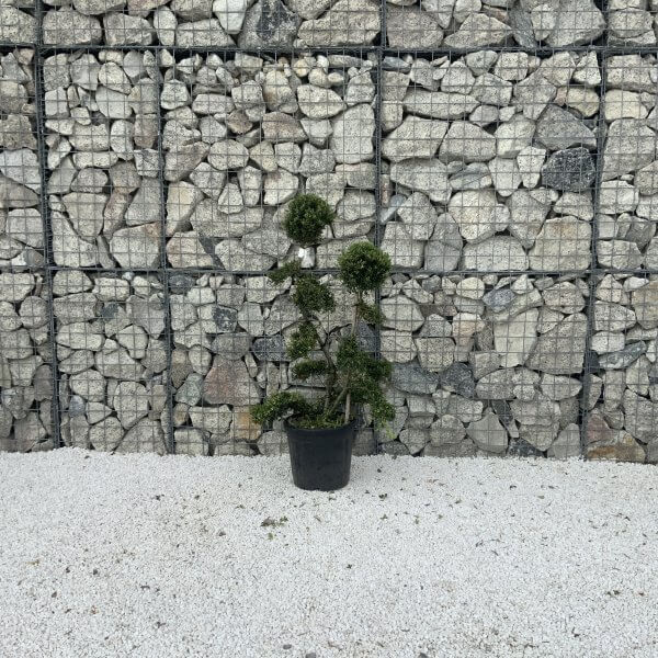 Ilex Crenata Kinme Cloud Tree J228 - 80F19225 06DE 4CB9 BC4D 9D6E212C6C1D 1 201 a scaled