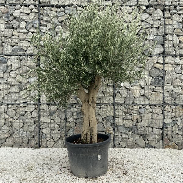 Tuscan Olive Tree XXL Fluted/Chunky Multistem J099 - 813A128E 2047 42EA B08F EB6C91F69026 scaled