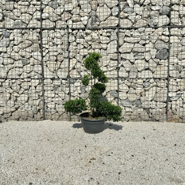 Ilex Maximowicziana Cloud Tree J179 - 8195AA98 C803 4DCD 8814 2E0668E18FB7 1 201 a scaled