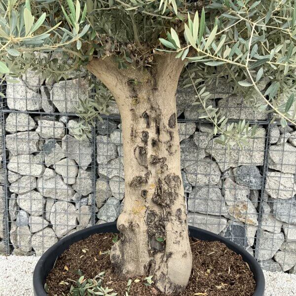 Tuscan Olive Tree XXL Fluted/Chunky Multistem J142 - 81975800 9CC2 4785 965F 9681C4C6C647 scaled