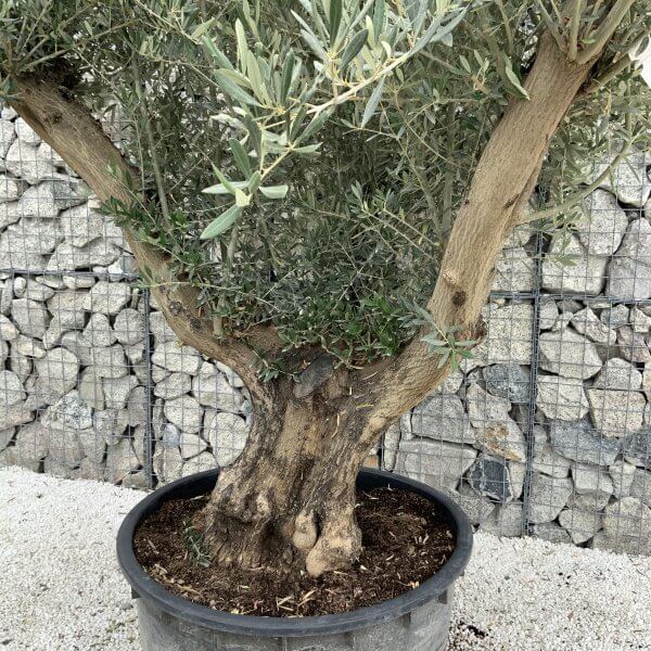 Gnarled Olive Tree XL Multi Stem Low Bowl J161 - 81F7D40F 6FDF 422F A9F5 7757573499C7 scaled