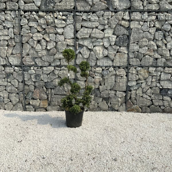 Ilex Crenata Kinme Cloud Tree J201 - 8452CA94 BC0D 4CFF 822F 90125E455334 scaled