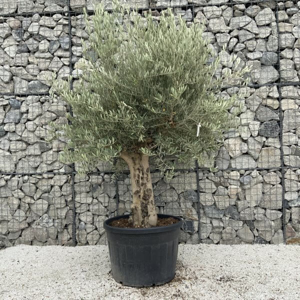 Tuscan Olive Tree XXL Fluted/Chunky Multistem J142 - 85DB9E8D 771E 482F 888C A87A5C98F3CA scaled