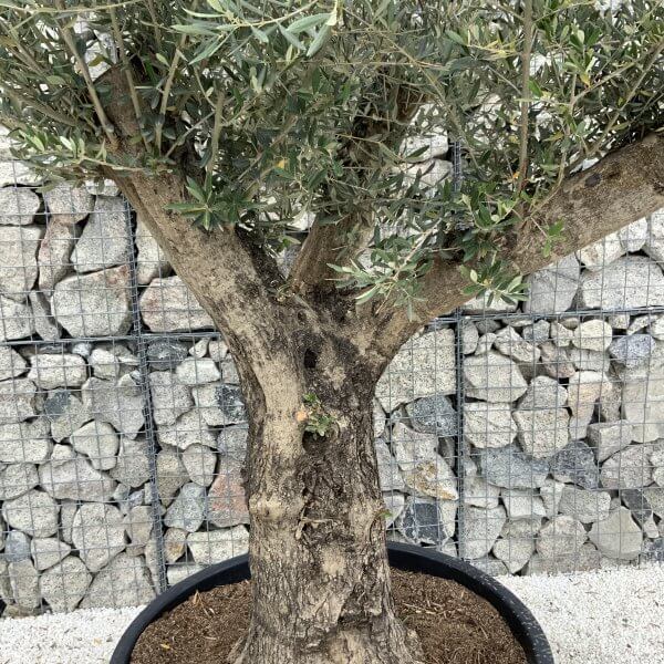 Gnarled Olive Tree XL Multi Stem Low Bowl J164 - 85E7F1F7 8153 4FE2 9954 6610341B47FA scaled