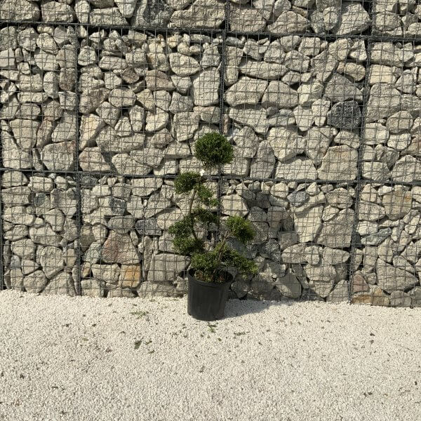 Ilex Crenata Kinme Cloud Tree J234 - 87CA2D7B AF8D 4356 941B 4199BC028145 scaled