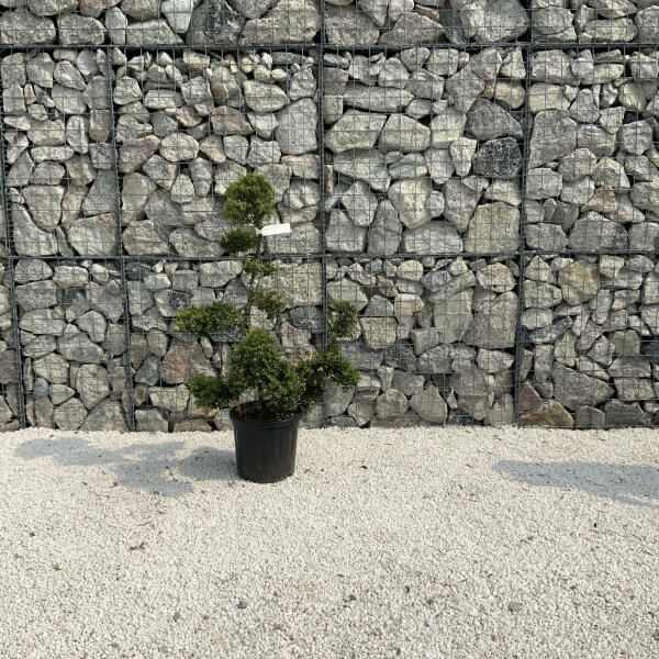 Ilex Crenata Kinme Cloud Tree J206 - 8887F8A4 CAE3 4E6C A13C 237C028F7B8B 1 scaled