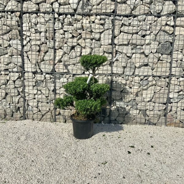 Ilex Maximowicziana Cloud Tree J276 - 8A572B22 D40E 4041 9B69 1DFE32AC28DB 1 201 a scaled