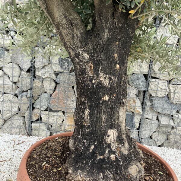 Olive Tree Gnarled XXL Natural Crown (In Patio Pot) H930 - 8AD4C97F 785D 4FEF 8BC7 5F1DEC851885 scaled