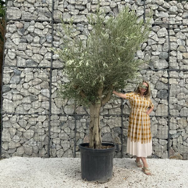 Tuscan Olive Tree XXL Fluted/Chunky Multistem J050 - 8BA9E8A9 CC39 4B60 9065 1CA3E2978383 scaled