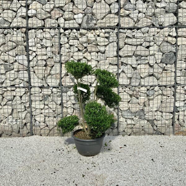 Ilex Maximowicziana Cloud Tree J184 - 8BB2CC01 A61D 4C7D 9441 2157147616C4 1 201 a scaled