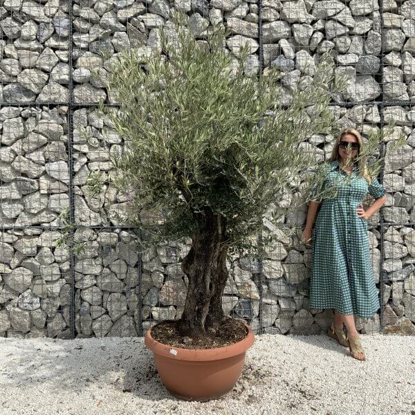 Olive Tree Gnarled XXL Natural Crown (In Patio Pot) H944 - 8BD649C6 86D0 4E0C B66C B2D3ADAFFB6D scaled