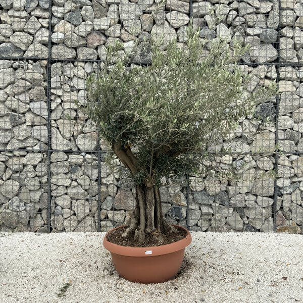 Olive Tree Gnarled XXL Natural Crown (In Patio Pot) H968 - 8D8EAD94 CFD9 4DDE 9279 F9708DB2094D scaled