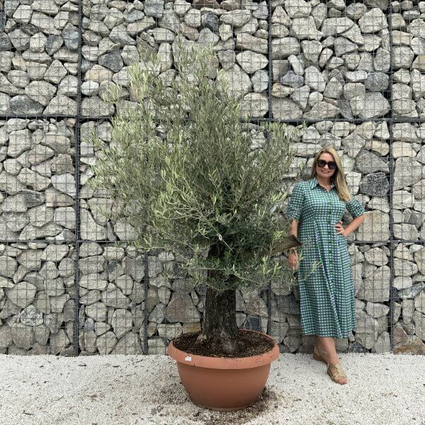 Olive Tree Gnarled XXL Natural Crown (In Patio Pot) H927 - 8DE7BC7D 1D81 4517 8B90 D0B0DB944F54 scaled