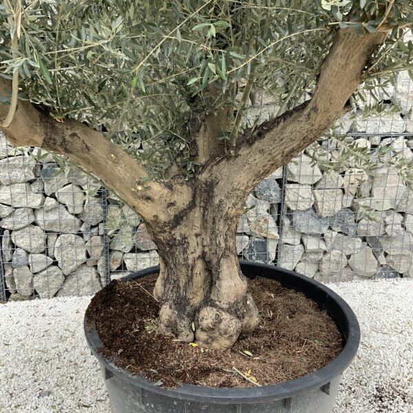 Gnarled Olive Tree XL Multi Stem Low Bowl J146 - 8E655EC0 3EDB 46A6 A02B 195DC9957B5A scaled