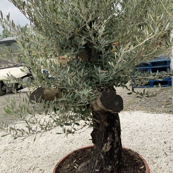 Olive Tree Gnarled XXL Natural Crown (In Patio Pot) H927 - 8EB4A458 C304 47E3 91AB 033DADDBF504 scaled