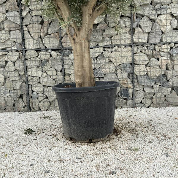 Tuscan Olive Tree XXL Fluted/Chunky Multistem J074 - 8F46E9E3 8B54 439A 8EBF 413C471061AC 1 scaled