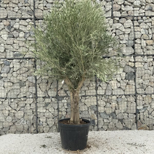 Tuscan Olive Tree XXL Fluted/Chunky Multistem J072 - 8FE5921E 0511 49FB BD6A 5191A6B44541 scaled