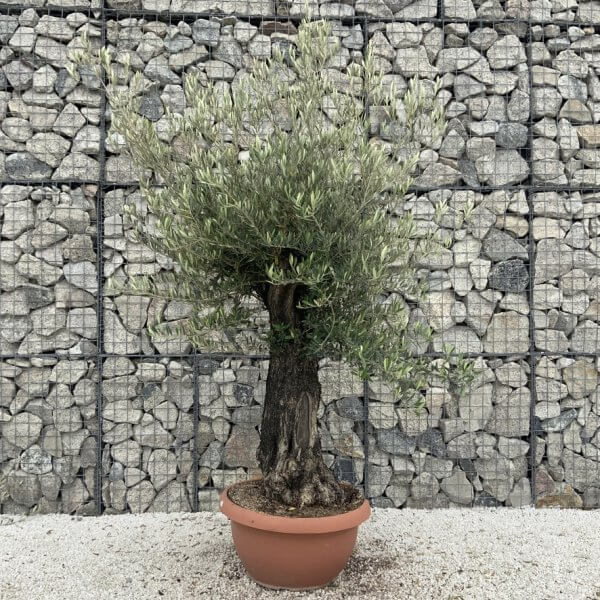 Olive Tree Gnarled XXL Natural Crown (In Patio Pot) H994 - 91D80F3A 17A0 4130 BCB0 BE6EC71F473F 1 105 c