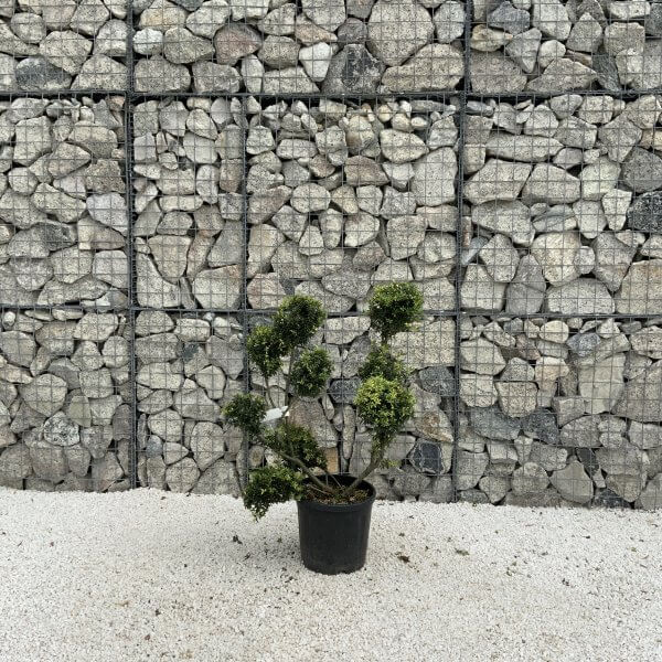 Ilex Crenata Kinme Pom Pon Cloud Tree J217 - 9371528F 0C04 4B75 85DB 85184112D40F scaled