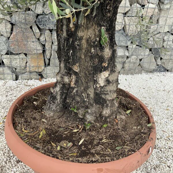 Olive Tree Gnarled XXL Natural Crown (In Patio Pot) H967 - 95104545 7197 4210 A470 B0A10D53ACE0 scaled