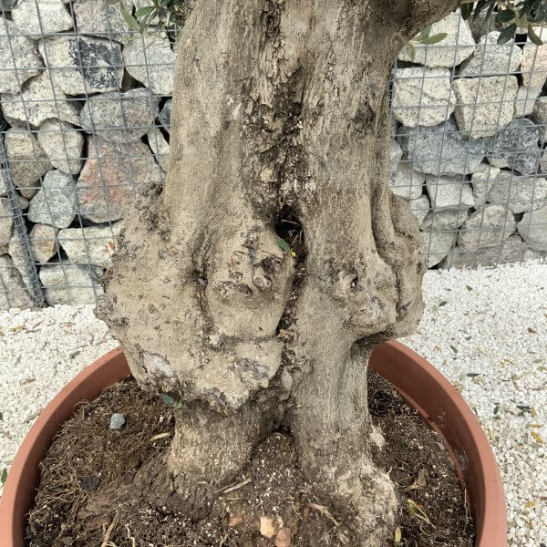 Olive Tree Gnarled XXL Natural Crown (In Patio Pot) H985 - 95462FC2 1445 4A34 A8C9 22901069ADD5 scaled