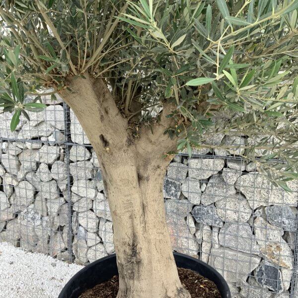 Tuscan Olive Tree XXL Fluted/Chunky Multistem J114 - 957EA1C1 CBAC 4FC5 B9A0 17B46E555F03 1 105 c