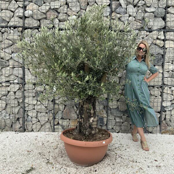 Olive Tree Gnarled XXL Natural Crown (In Patio Pot) H967 - 95A15C2A 4471 4B7B A452 E6BBAD1A075A scaled