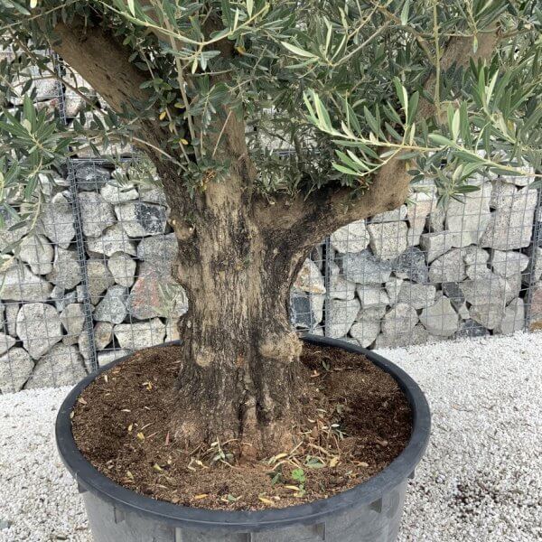 Gnarled Olive Tree XL Multi Stem Low Bowl J149 - 96028650 4DF6 4B4D 85C2 E6AEDE386AFA 1 105 c