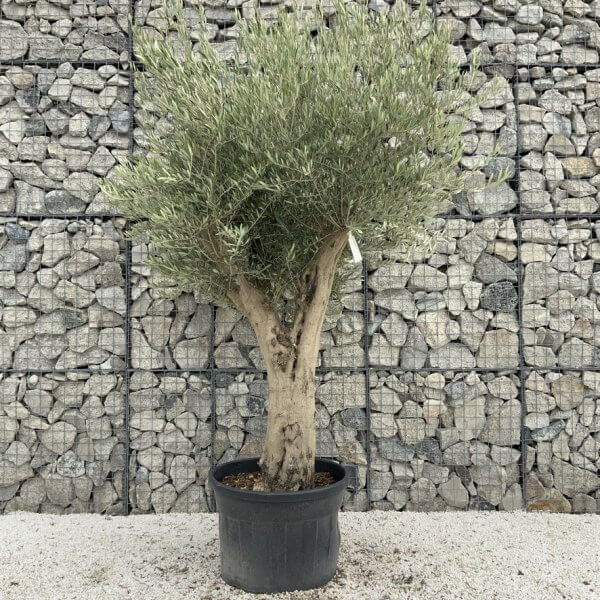 Tuscan Olive Tree XXL Fluted/Chunky Multistem J105 - 96186D5F 811E 4352 97A0 6F448A5B2CC9 1 105 c