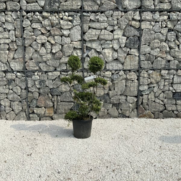 Ilex Crenata Kinme Cloud Tree J204 - 96ABB74C 0C6F 455A 8018 838C83EC23EF scaled