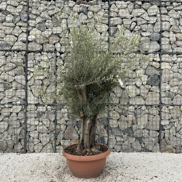 Olive Tree Gnarled XXL Natural Crown (In Patio Pot) H965 - 97A87253 66FC 44D6 92CE 3DF8EF2EEA7D scaled