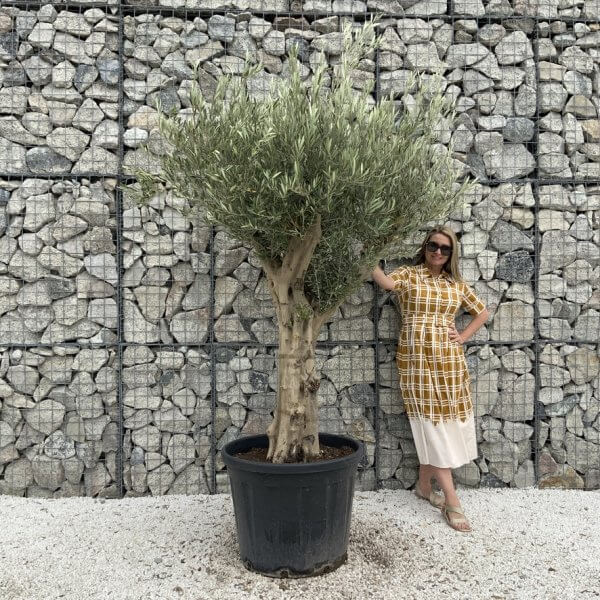 Tuscan Olive Tree XXL Fluted/Chunky Multistem J059 - 99CBB17F E88C 444A 83D0 1187A54EBA34 1 105 c