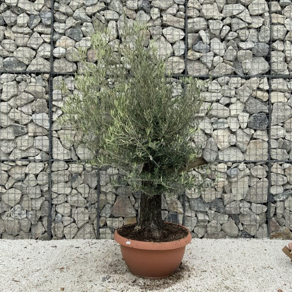 Olive Tree Gnarled XXL Natural Crown (In Patio Pot) H927 - 9AD1946A 2CCF 4599 B6BD D6DD82B73D72 scaled