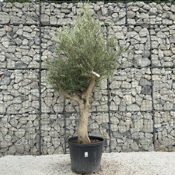 Tuscan Olive Tree XXL Fluted/Chunky Multistem J030 - 9BC64DD1 B11B 49CD AD57 2A8A79474284 scaled