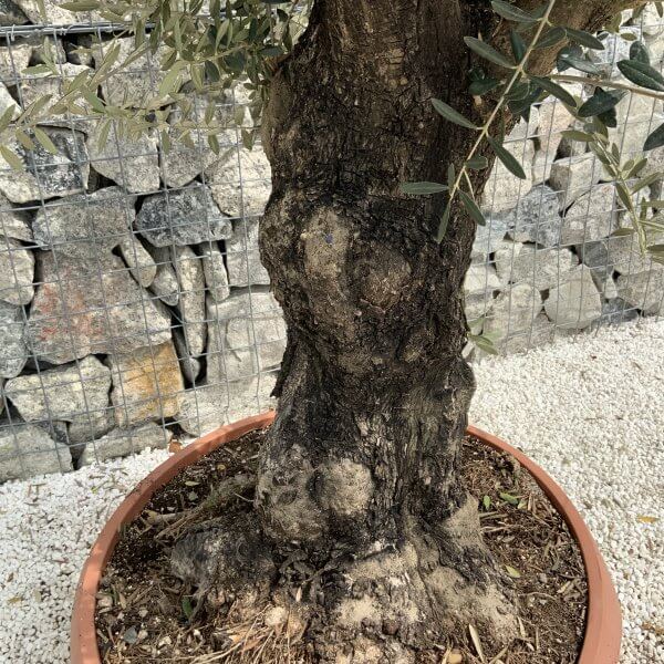 Olive Tree Gnarled XXL Natural Crown (In Patio Pot) H942 - 9C671760 EB2A 4FD7 92E1 C100D8C10476 scaled