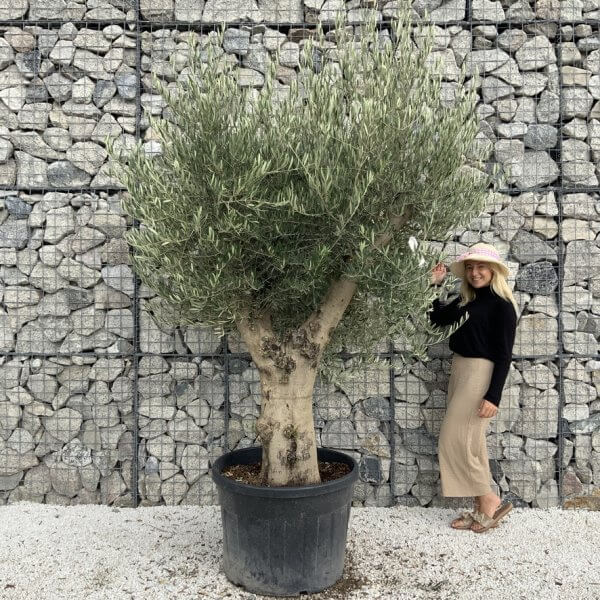 Tuscan Olive Tree XXL Fluted/Chunky Multistem J115 - 9D4FA3C8 B5AB 4716 ADEA 9FC3509690F3 1 105 c