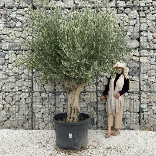 Tuscan Olive Tree XXL Fluted/Chunky Multistem J134 - 9E5B072B E46D 49A2 99F9 414439876285 1 105 c